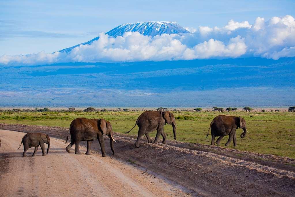 Amboseli Serena Safari Lodge Удобства фото
