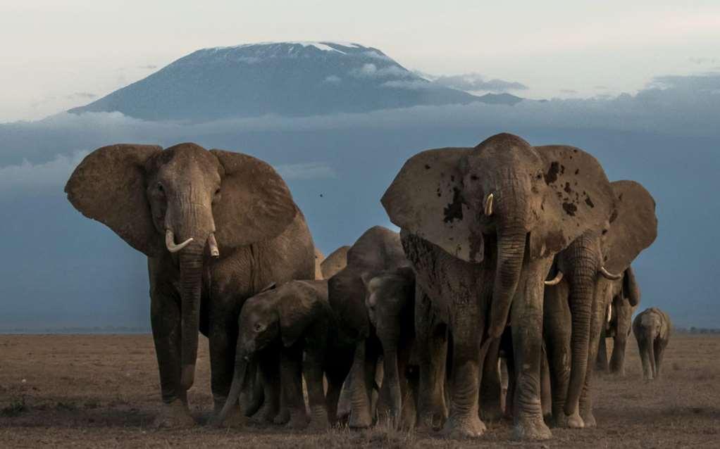 Amboseli Serena Safari Lodge Удобства фото