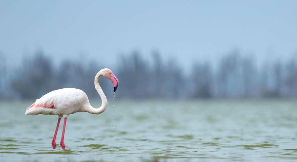 Amboseli Serena Safari Lodge Удобства фото